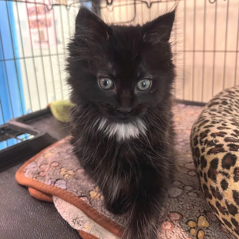A baby small-sized female Black Domestic Long Hair cat named Georgie for adoption in Port Townsend, WA