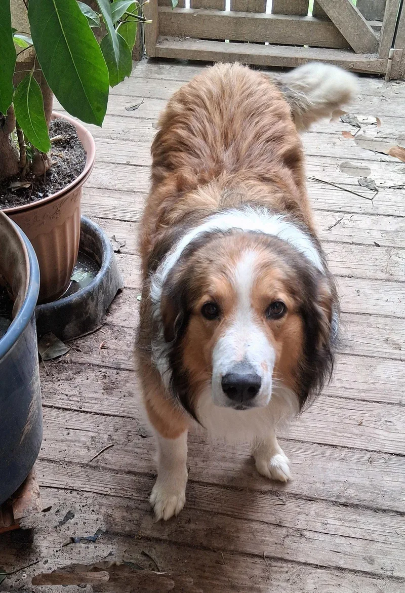 An adult large-sized male English Shepherd dog named Laddie for adoption in Mcconnelsville, OH