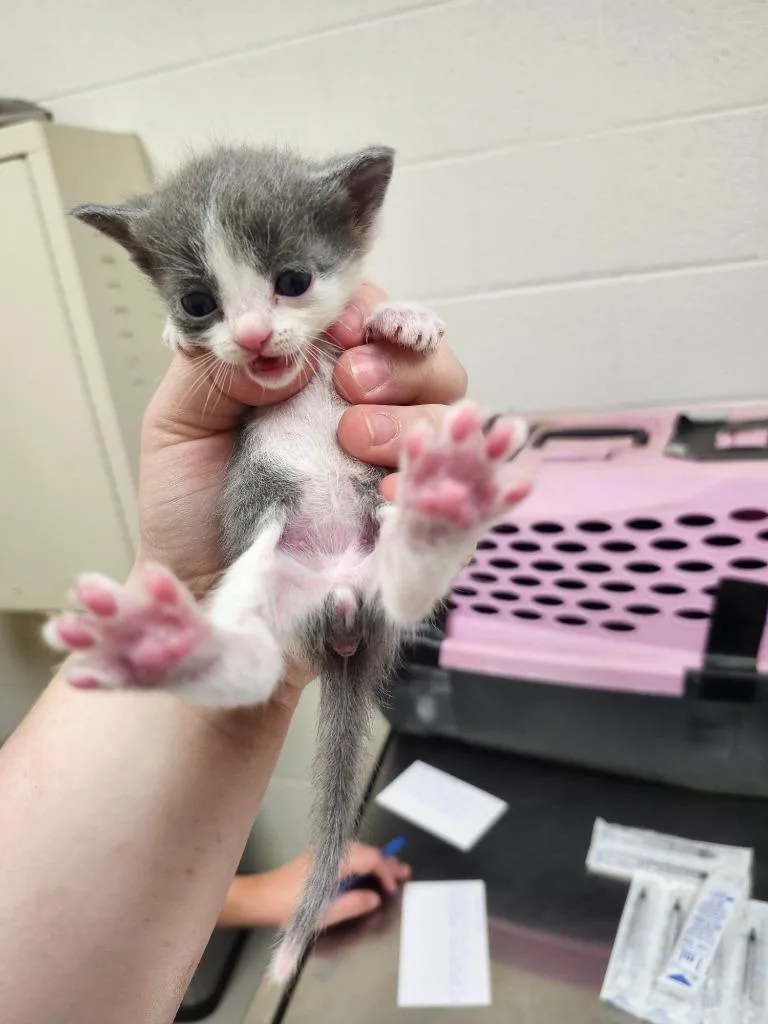 A baby medium-sized male Domestic Short Hair cat named Ernest for adoption in Greeneville, TN