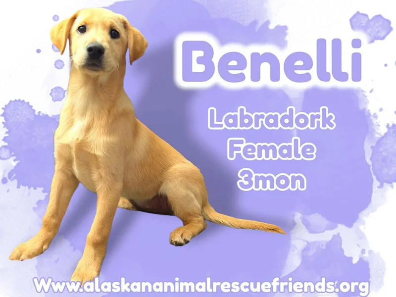 A baby medium-sized female Golden Retriever dog named Benelli for adoption in Anchorage, AK