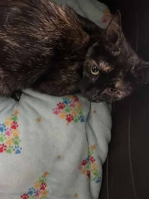 A young small-sized female Domestic Short Hair cat named Shortcake for adoption in Palmetto, FL