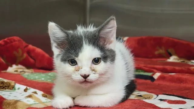 A baby small-sized male Domestic Short Hair cat named Aardvark for adoption in Tustin, CA
