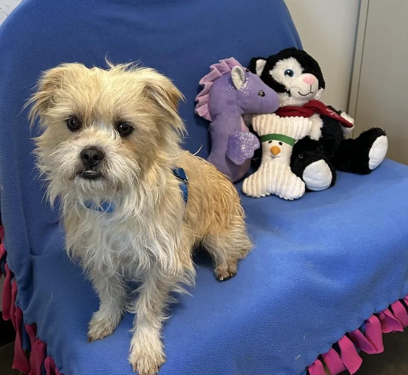 An adult small-sized male Brussels Griffon dog named Tally for adoption in Cedartown, GA