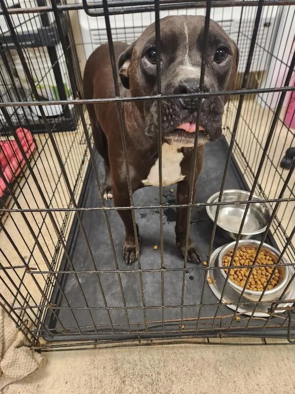 An adult medium-sized male Black Mixed Breed dog named Siro for adoption in Mobile, AL