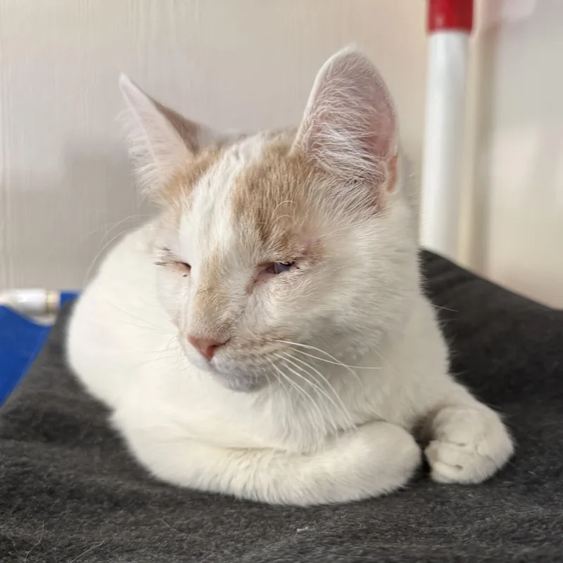 A baby large-sized male White Domestic Short Hair cat named Orzo for adoption in Latrobe, PA