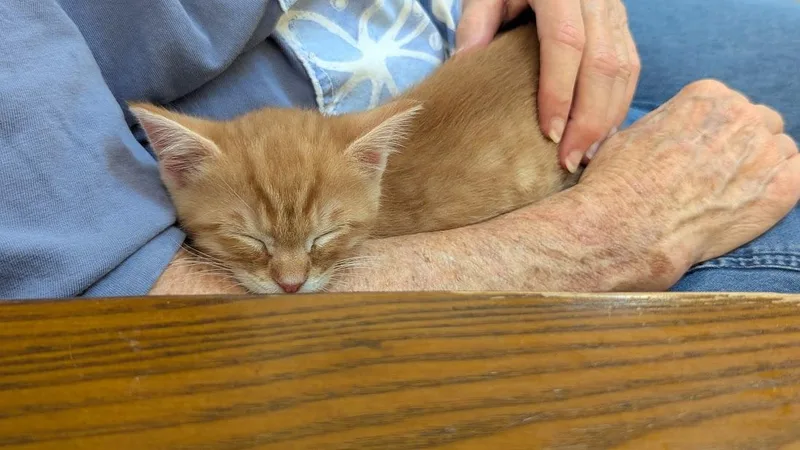 A young medium-sized male Domestic Short Hair cat named Ichabod for adoption in Floyd, VA