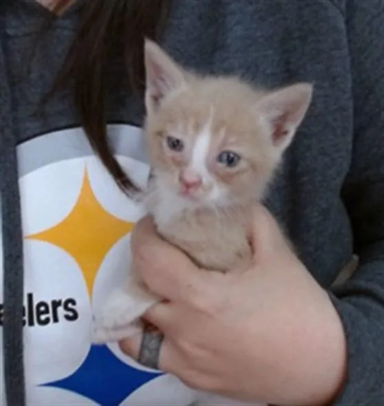 A baby small-sized male Domestic Short Hair cat named Dipper for adoption in Salinas, CA