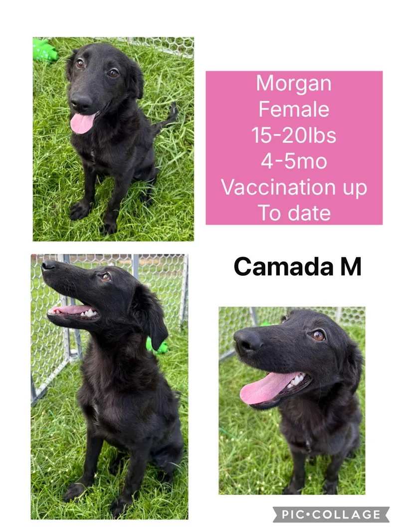 A baby medium-sized female Flat-Coated Retriever dog named Morgan for adoption in Virginia Beach, VA