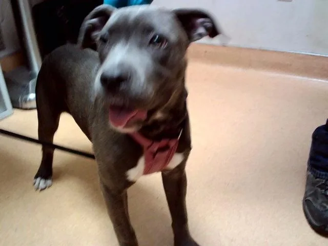A baby medium-sized female Pit Bull Terrier dog named June Bug for adoption in Martinez, CA