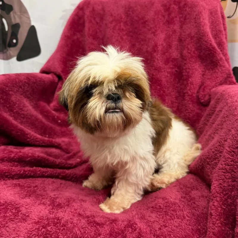 An adult small-sized female Yellow / Tan / Blond / Fawn Shih Tzu dog named Bettie for adoption in Uniontown, PA