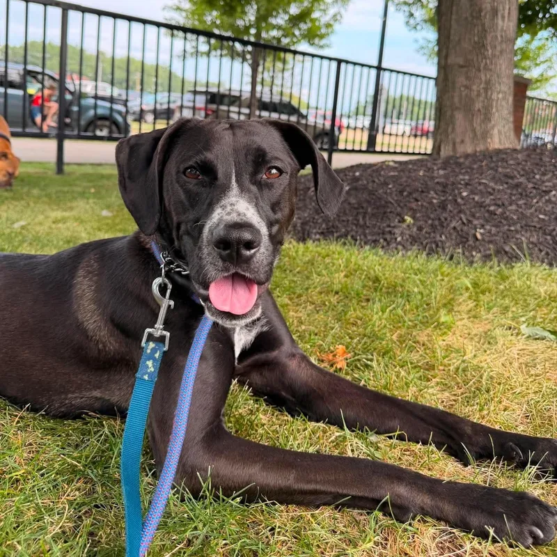 A young medium-sized female Black Labrador Retriever dog named Rylee for adoption in Buffalo, NY