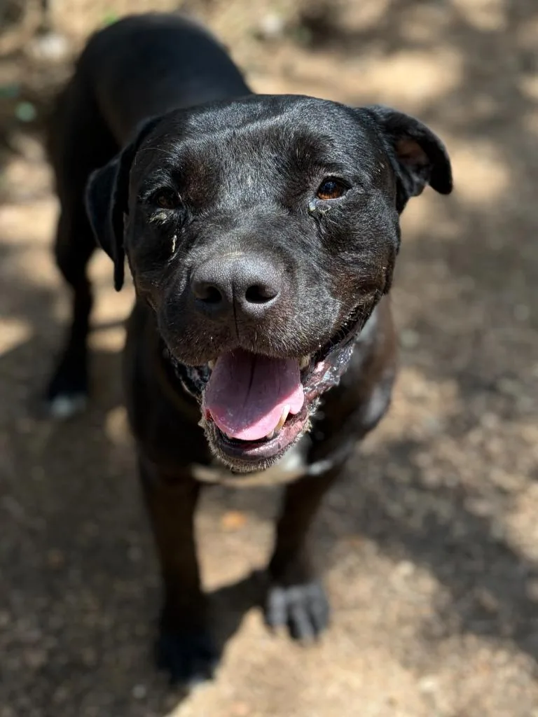 Brutus