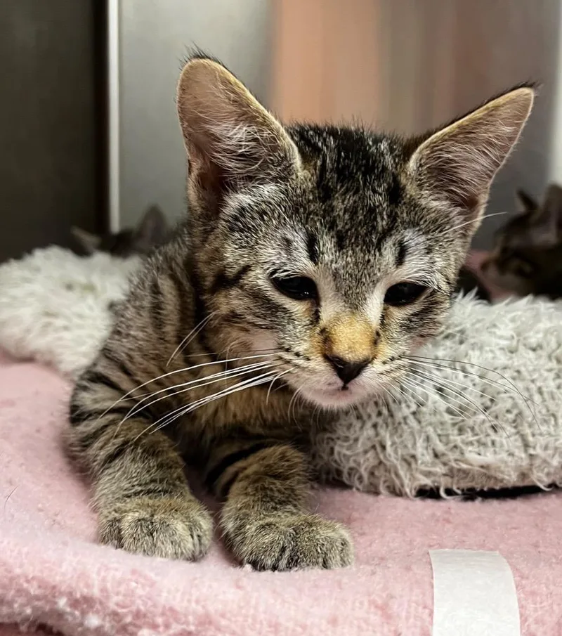 A baby medium-sized male Domestic Short Hair cat named Ichabod for adoption in Logan, UT