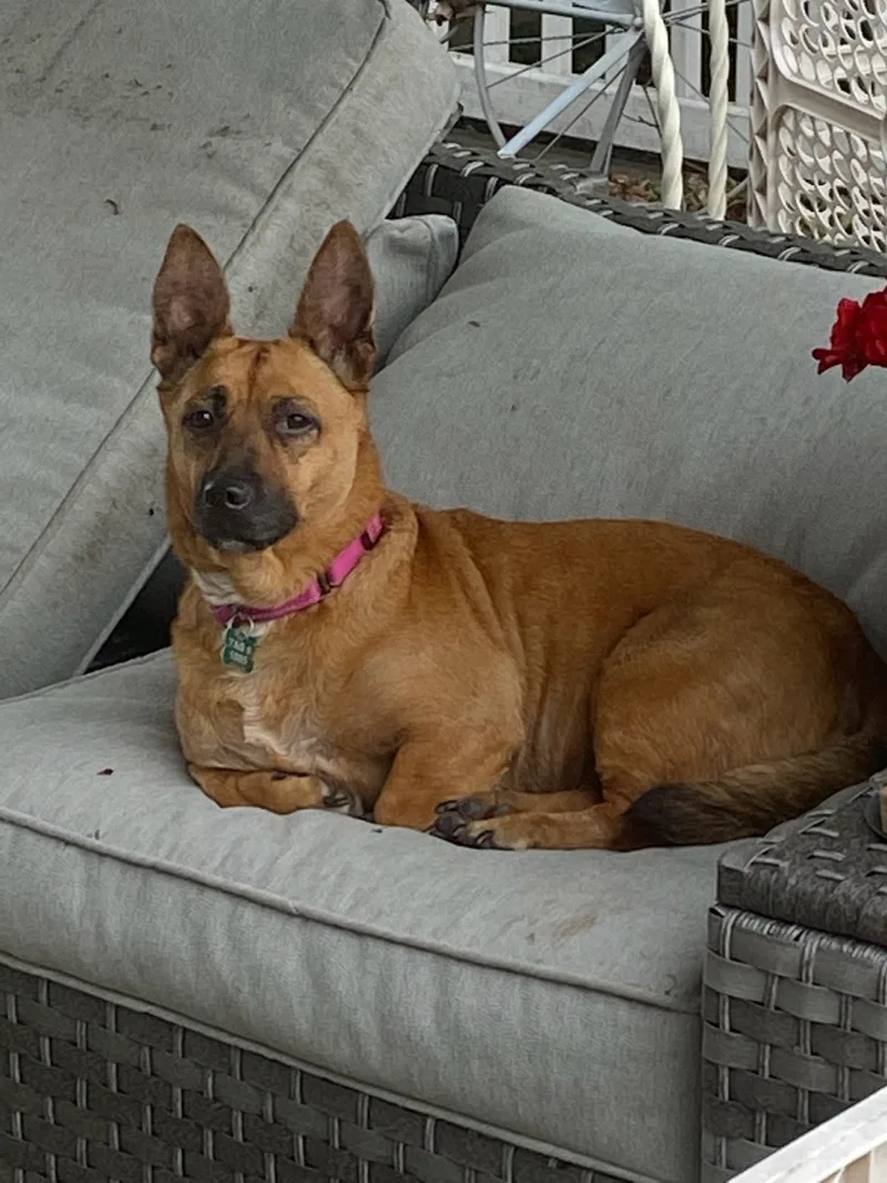 Mapledeaf thumbnail 2