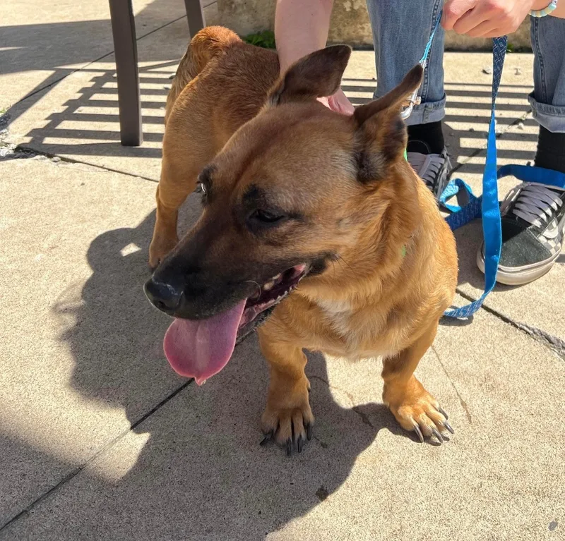 Mapledeaf thumbnail 3