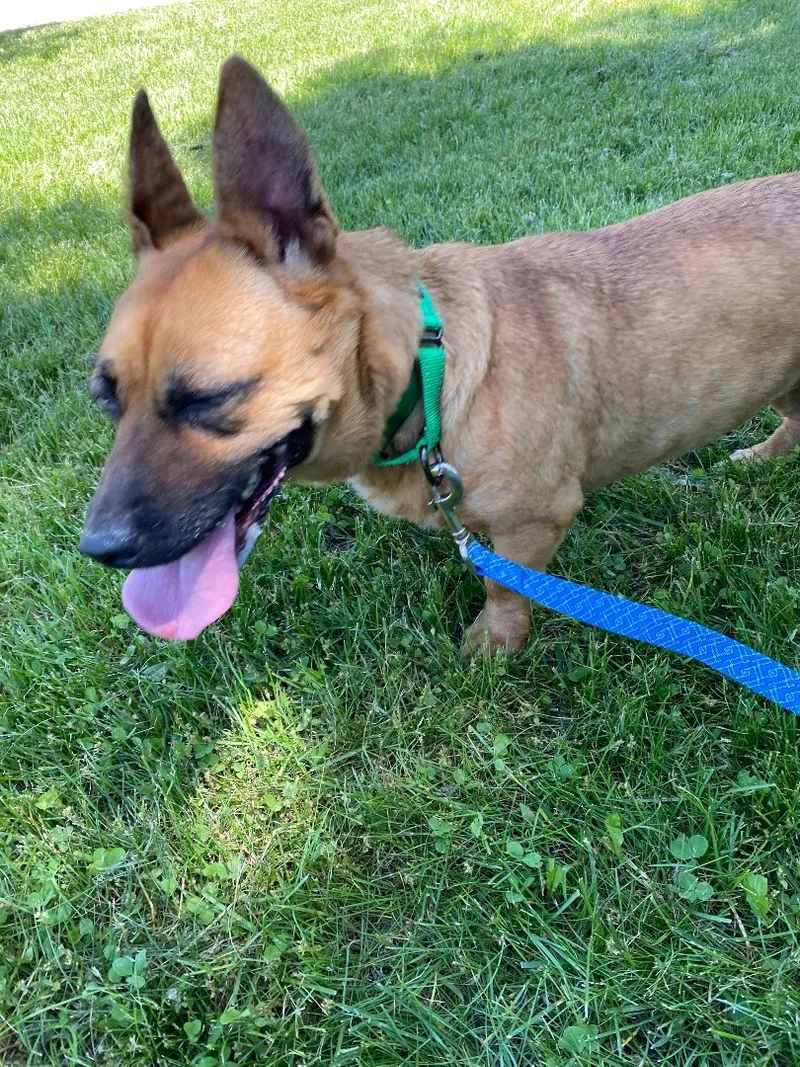 Mapledeaf thumbnail 4