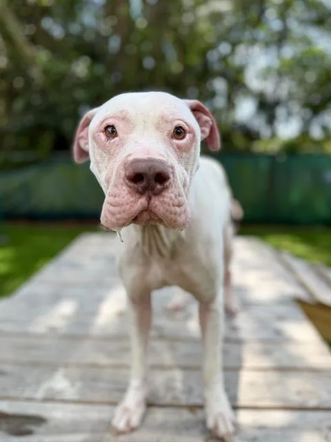An adult large-sized male Mixed Breed dog named Seaspray for adoption in Fort Walton Beach, FL