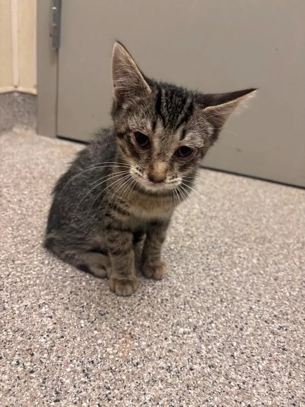 A young medium-sized male Tabby (Brown / Chocolate) Domestic Short Hair cat named Atlas for adoption in Disputanta, VA
