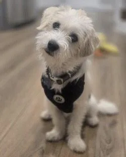 A young small-sized male Terrier dog named Oliver for adoption in Corona, CA