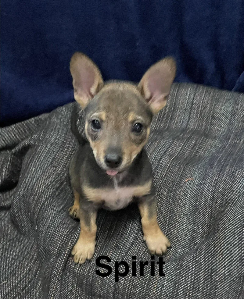 Spirit