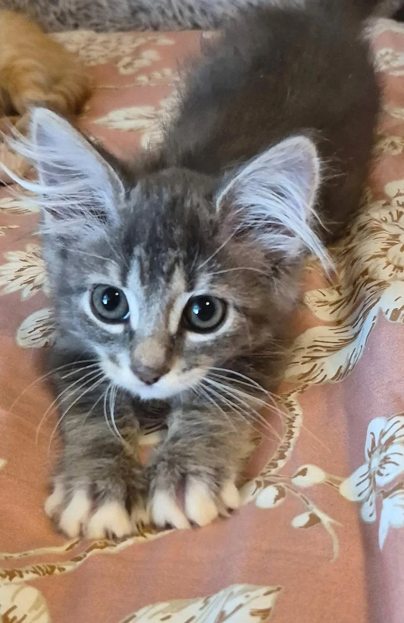A baby medium-sized female Tabby cat named Brownie for adoption in Campbell, CA