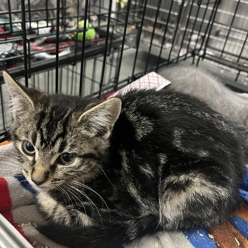 A baby small-sized female Brown / Chocolate Domestic Short Hair cat named Alpine for adoption in Idaho Falls, ID
