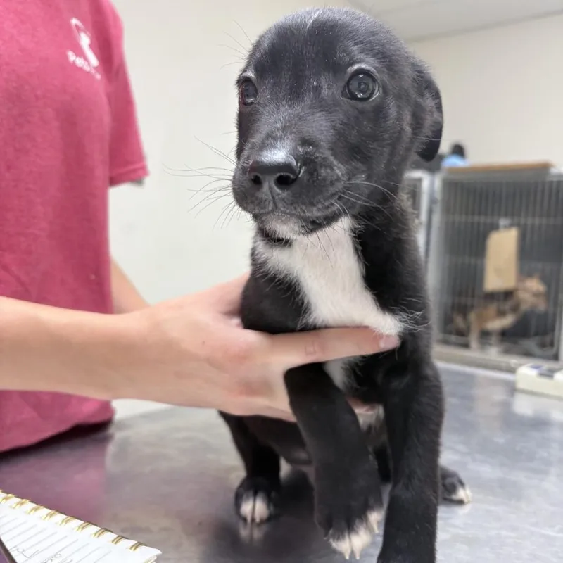 A baby small-sized male Cattle Dog dog named Fonzie for adoption in Tyler, TX