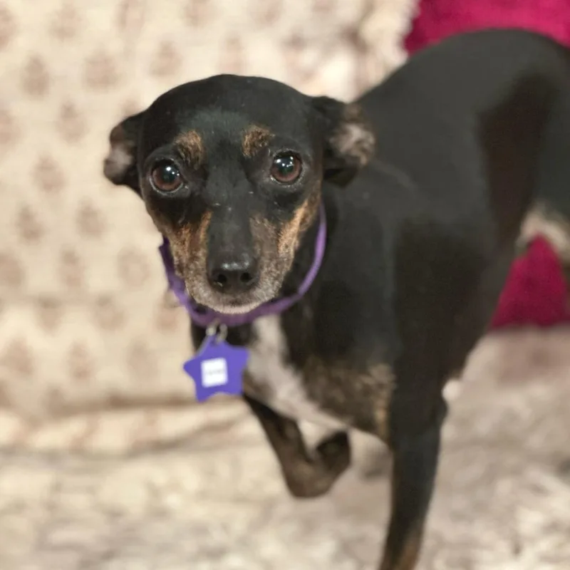 An adult small-sized female Black Chihuahua dog named Evie for adoption in San Francisco, CA