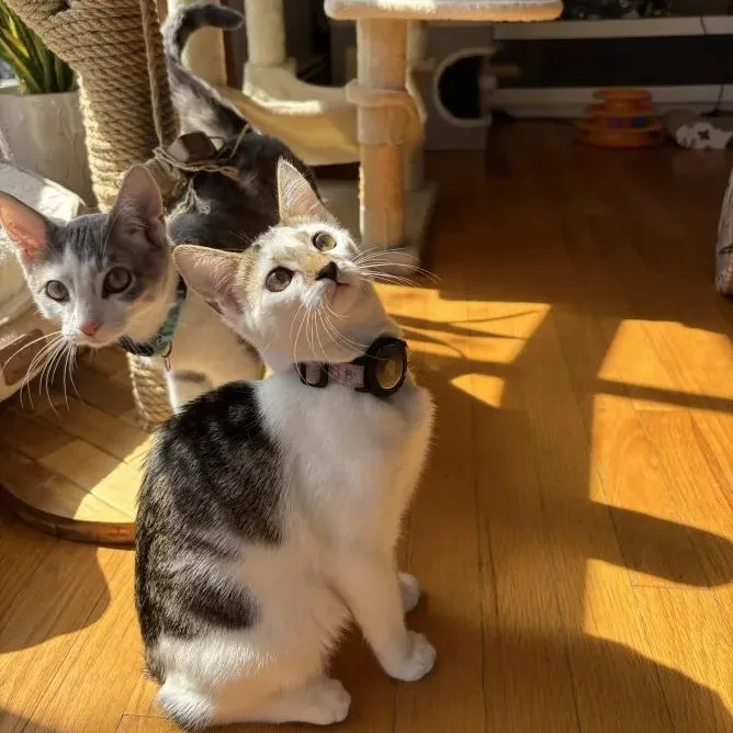 Frida Kahlo thumbnail 3