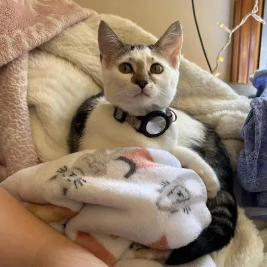 A baby small-sized female White Domestic Short Hair cat named Frida Kahlo for adoption in Weehawken, NJ