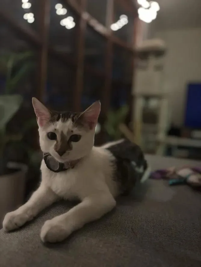 Frida Kahlo thumbnail 4