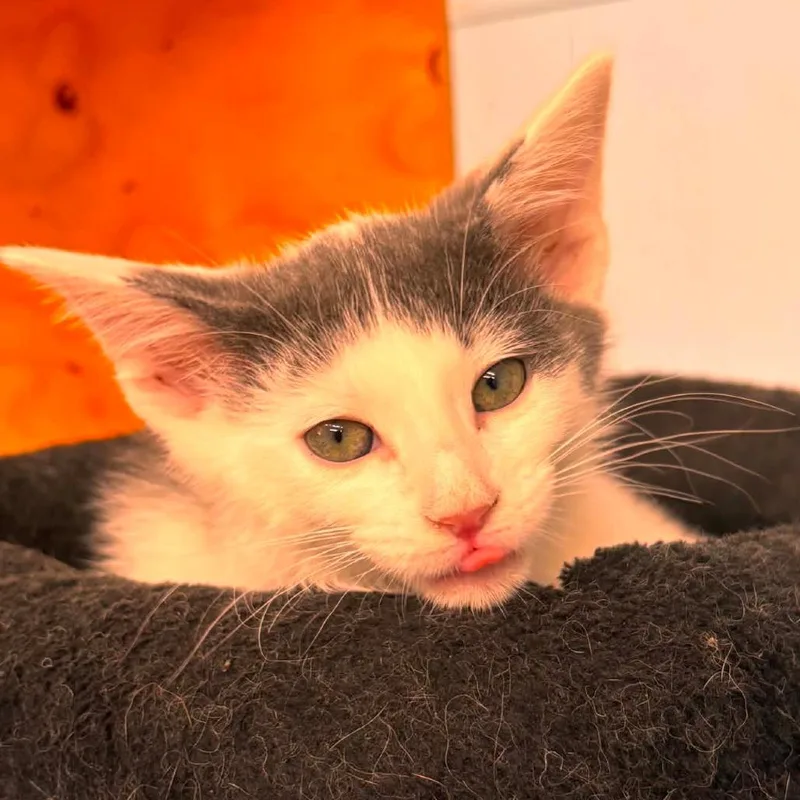 A baby small-sized male Gray / Blue / Silver Domestic Short Hair cat named Sea Urchin for adoption in Pontiac, IL