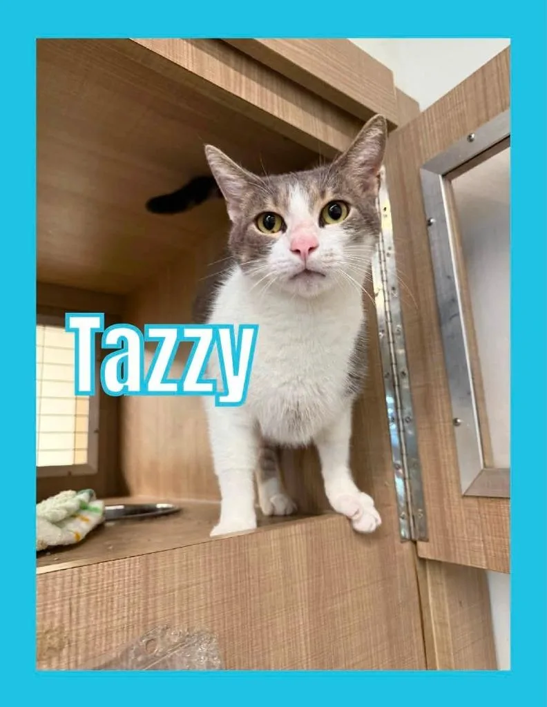 A young large-sized male Domestic Short Hair cat named Tazzy for adoption in Bossier City, LA