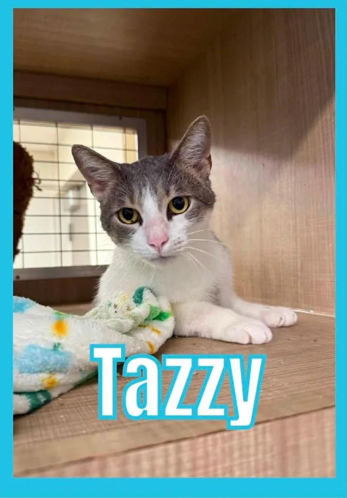 Tazzy thumbnail 3