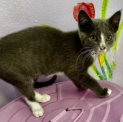 A baby medium-sized female Gray & White Tuxedo cat named Denise Social & for adoption in Hoquiam, WA