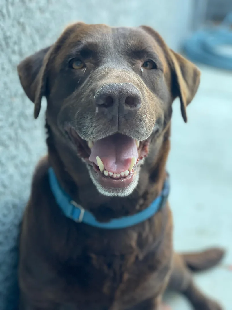 An adult large-sized female Labrador Retriever dog named Mama Cookie for adoption in Discovery Bay, CA