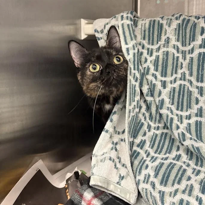 A young large-sized female Tortoiseshell Domestic Short Hair cat named Syx for adoption in Pittsburgh, PA