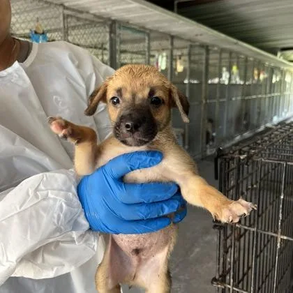 A baby medium-sized male Beagle dog named Frisco for adoption in Morton Grove, IL
