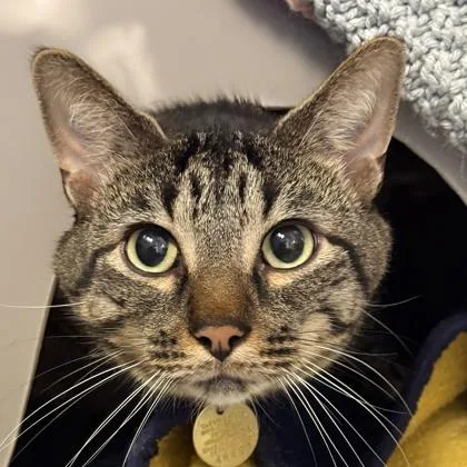 An adult extra large-sized male Tabby (Brown / Chocolate) Domestic Short Hair cat named Bandit for adoption in Lansing, MI