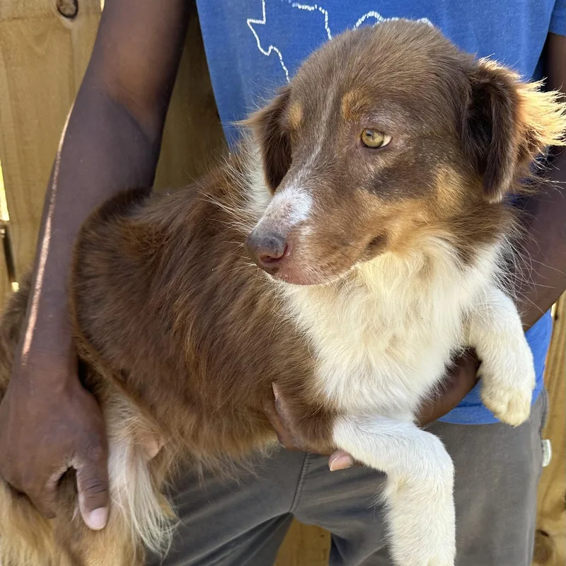 Rosey  Local April thumbnail 2