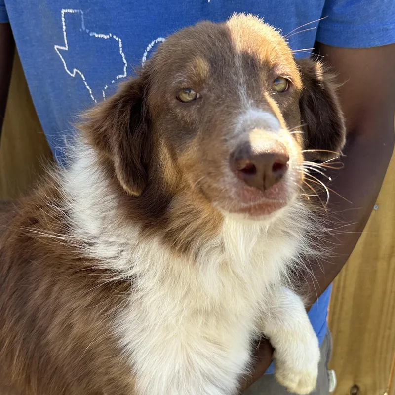 Rosey  Local April thumbnail 3