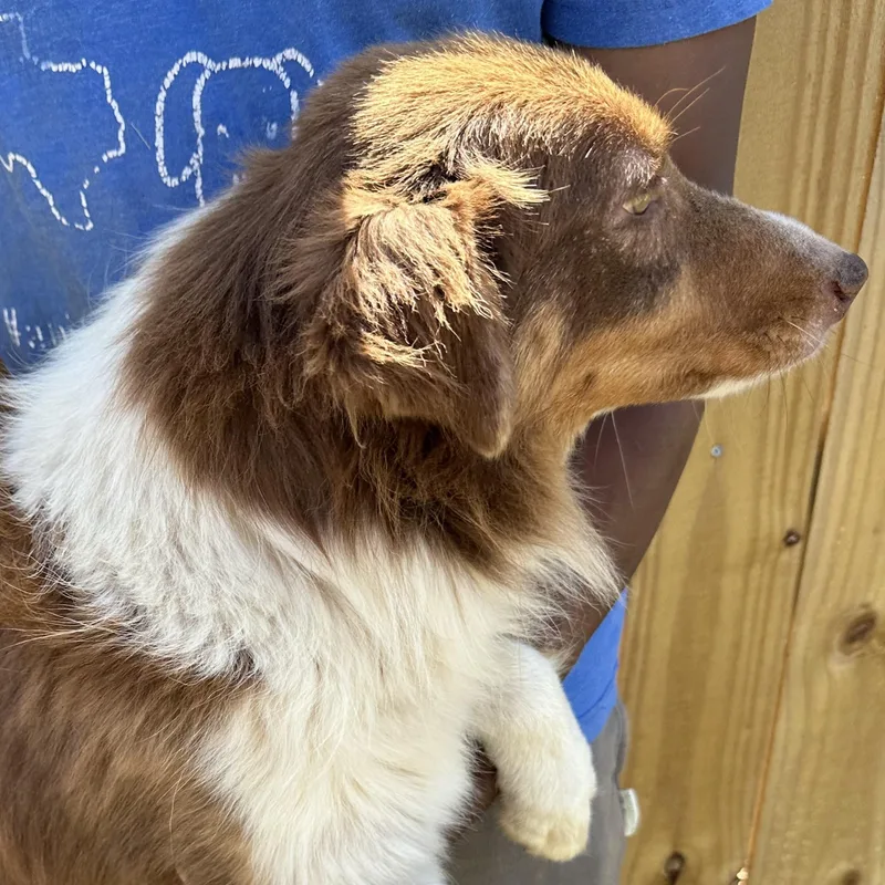 Rosey  Local April thumbnail 5