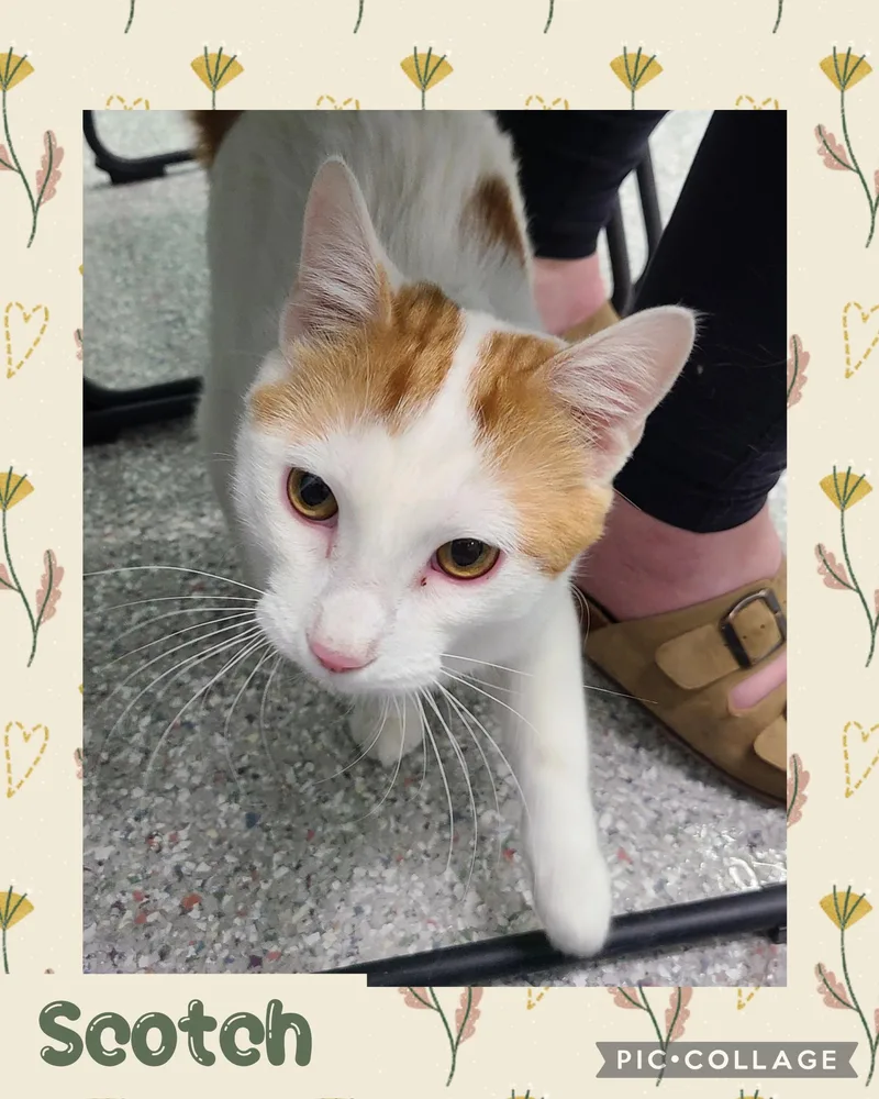 A young medium-sized male White Domestic Short Hair cat named Scotch for adoption in Iron River, MI