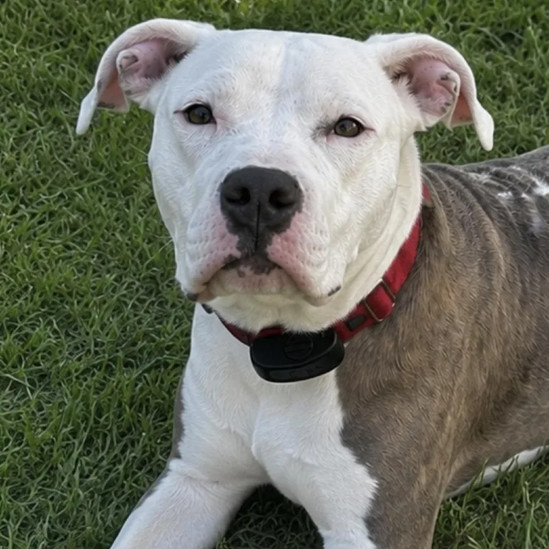 A young medium-sized female Gray / Blue / Silver Pit Bull Terrier dog named Nixie for adoption in Pine Mountain, GA