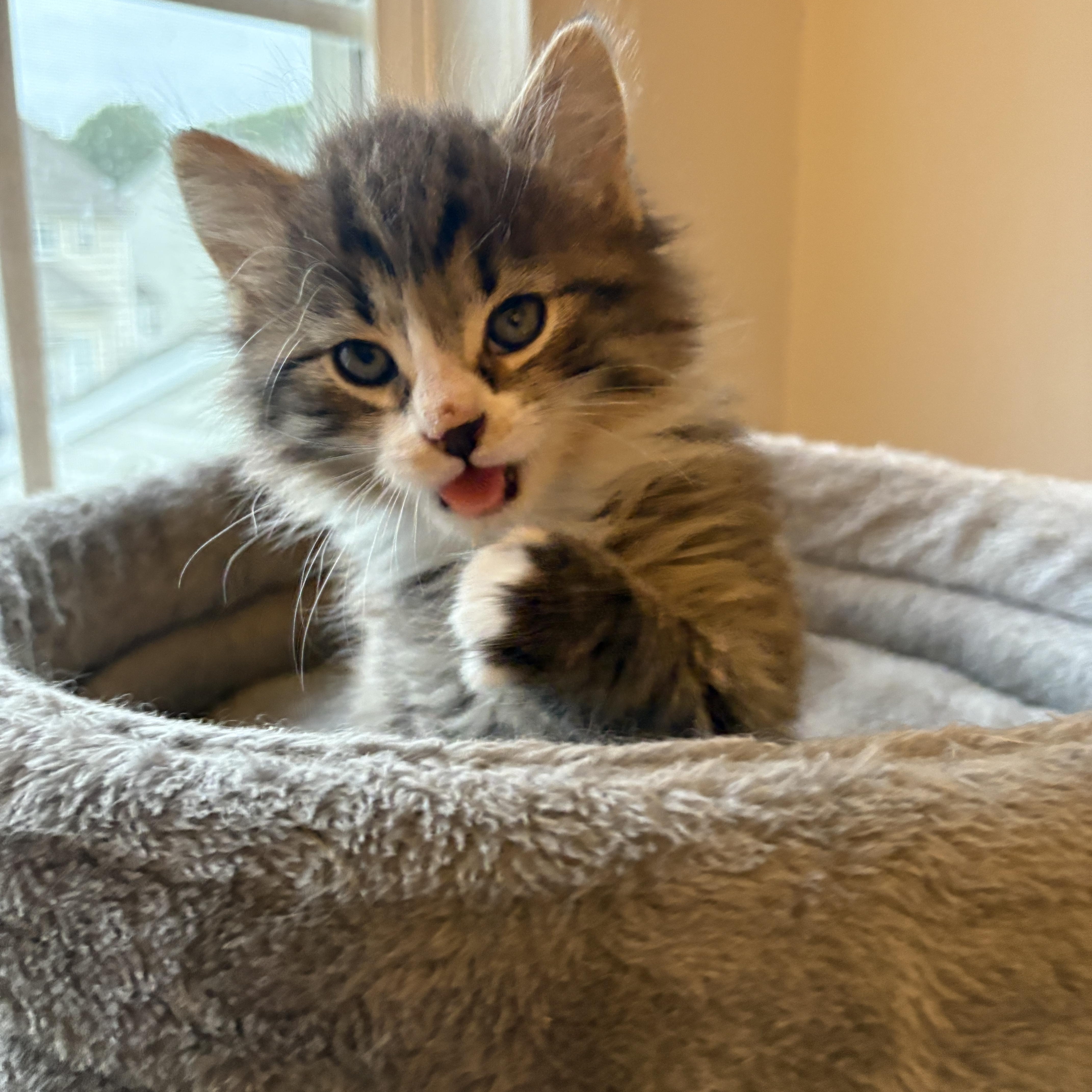A baby medium-sized male Domestic Long Hair cat named Willy for adoption in Charlotte, NC