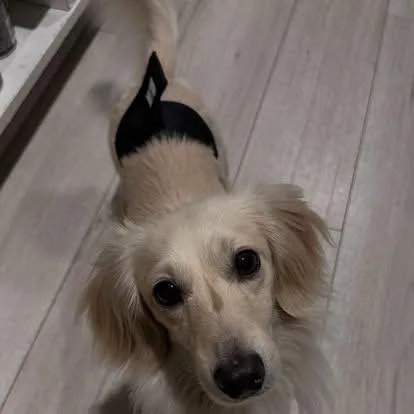 A young small-sized male White / Cream Dachshund (Miniature Long Haired) dog named Chewie for adoption in Portland, OR