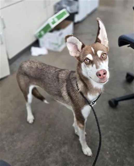 A young large-sized female Mixed Breed dog named Arwen for adoption in Dallas, TX