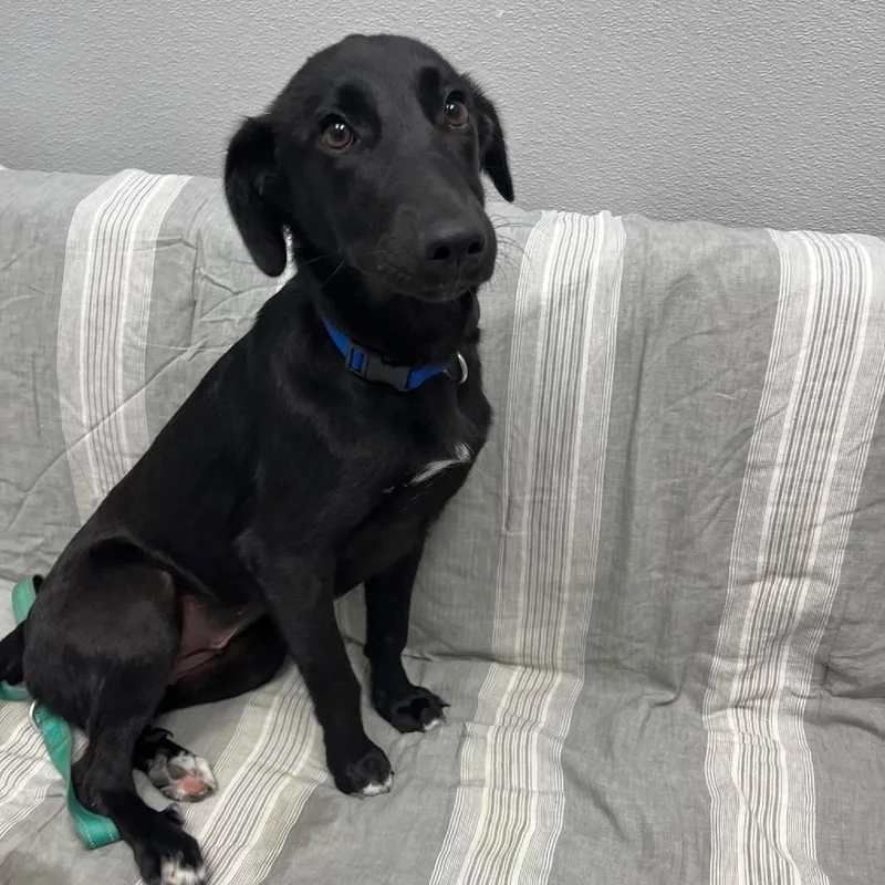 A baby medium-sized female Black Border Collie dog named Ladybug for adoption in Monticello, IA