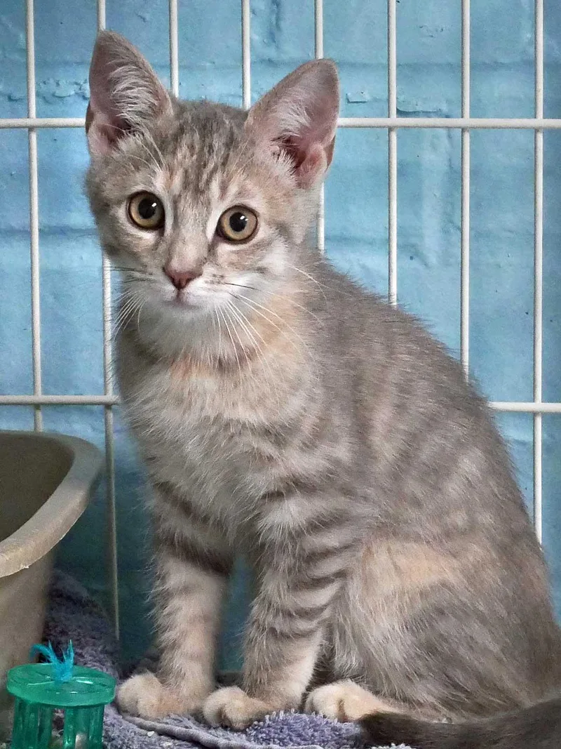 A baby small-sized female Domestic Short Hair cat named Lily for adoption in Bloomingdale, NJ