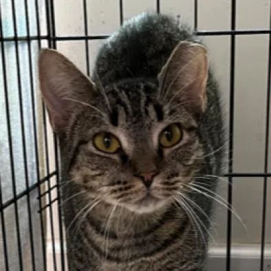 An adult medium-sized female Domestic Short Hair cat named Francesca for adoption in Cumming, GA